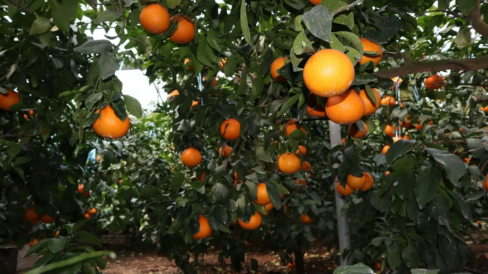 Oranges ripening on the trees of a citrus grove