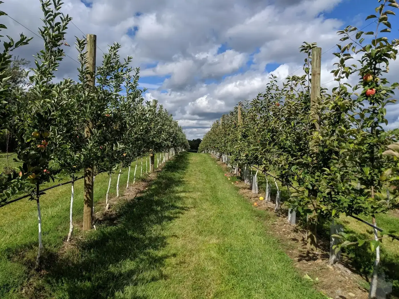 Rows of apple trees in an orchard